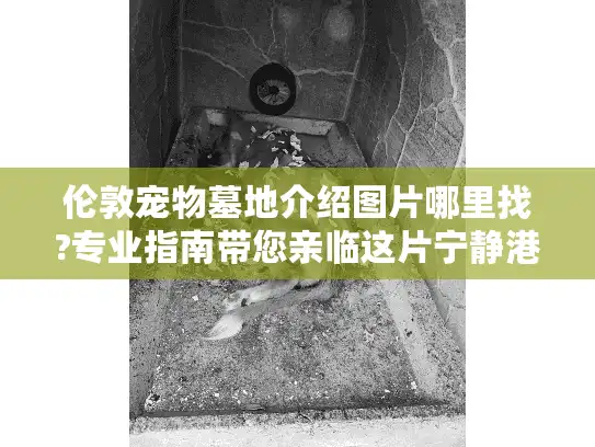 伦敦宠物墓地介绍图片哪里找?专业指南带您亲临这片宁静港湾