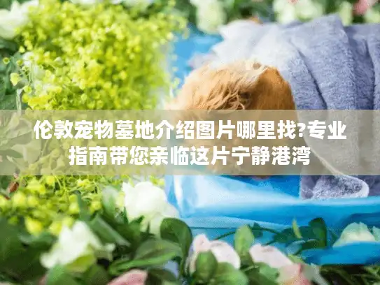 伦敦宠物墓地介绍图片哪里找?专业指南带您亲临这片宁静港湾