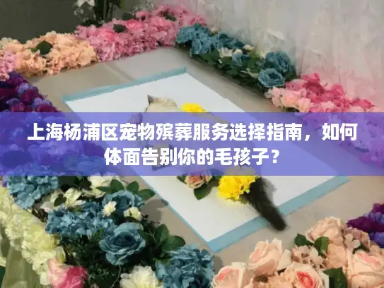 上海杨浦区宠物殡葬服务选择指南，如何体面告别你的毛孩子？