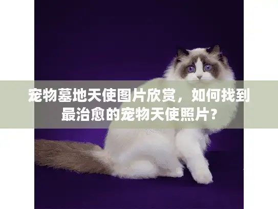 宠物墓地天使图片欣赏，如何找到最治愈的宠物天使照片？