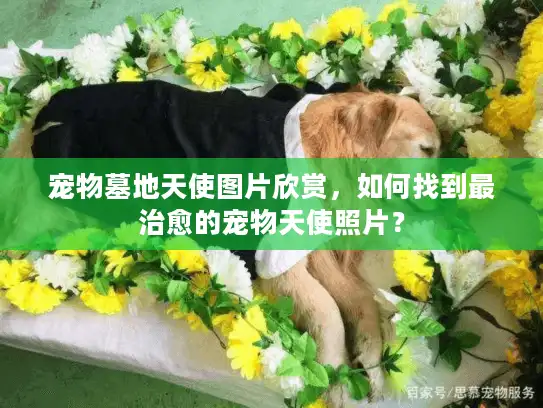 宠物墓地天使图片欣赏，如何找到最治愈的宠物天使照片？