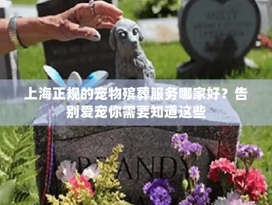 上海正规的宠物殡葬服务哪家好？告别爱宠你需要知道这些