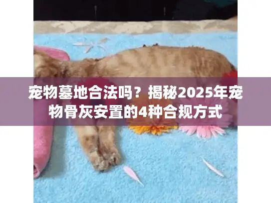 宠物墓地合法吗？揭秘2025年宠物骨灰安置的4种合规方式