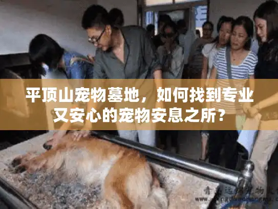 平顶山宠物墓地，如何找到专业又安心的宠物安息之所？