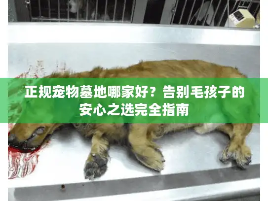 正规宠物墓地哪家好？告别毛孩子的安心之选完全指南