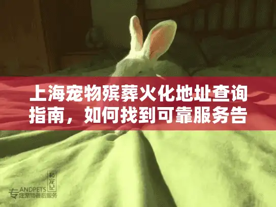 上海宠物殡葬火化地址查询指南，如何找到可靠服务告别爱宠