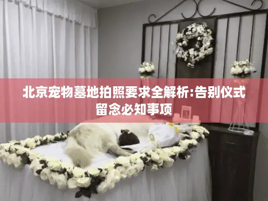 北京宠物墓地拍照要求全解析:告别仪式留念必知事项