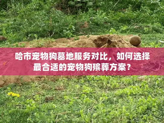哈市宠物狗墓地服务对比，如何选择最合适的宠物狗殡葬方案？