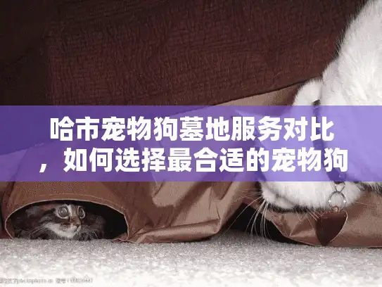 哈市宠物狗墓地服务对比，如何选择最合适的宠物狗殡葬方案？