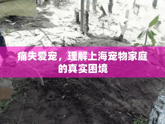 痛失爱宠，理解上海宠物家庭的真实困境