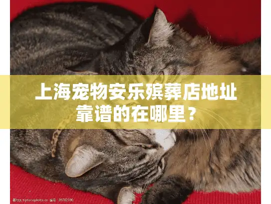 上海宠物安乐殡葬店地址靠谱的在哪里？