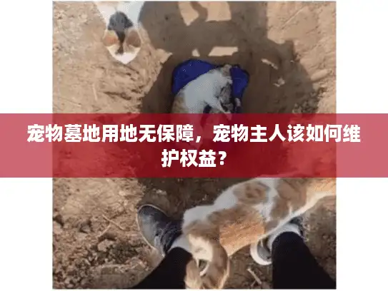 宠物墓地用地无保障，宠物主人该如何维护权益？