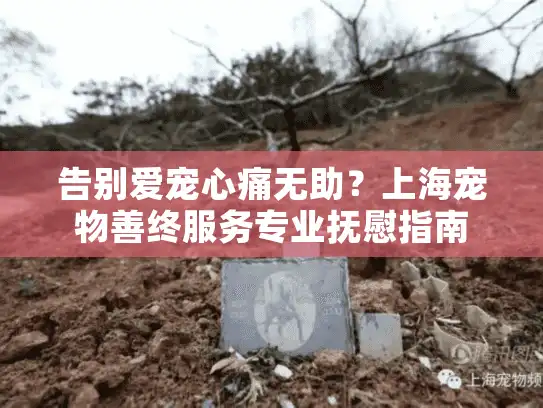 告别爱宠心痛无助？上海宠物善终服务专业抚慰指南