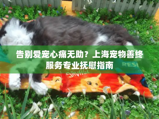 告别爱宠心痛无助？上海宠物善终服务专业抚慰指南