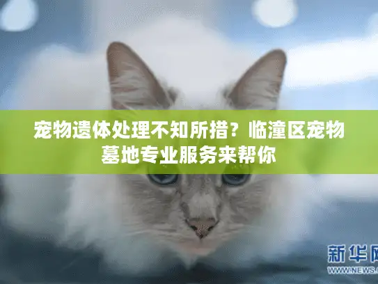 宠物遗体处理不知所措？临潼区宠物墓地专业服务来帮你