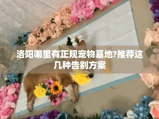 洛阳哪里有正规宠物墓地?推荐这几种告别方案