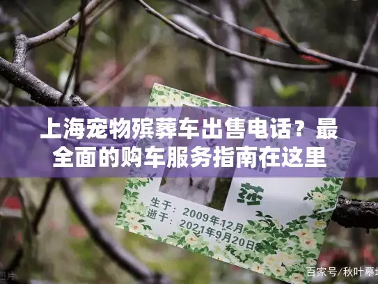 上海宠物殡葬车出售电话？最全面的购车服务指南在这里