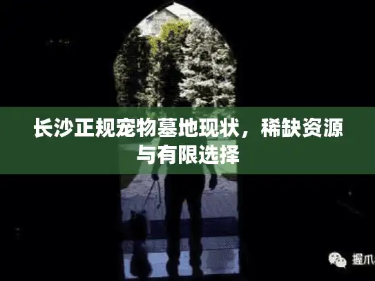长沙正规宠物墓地现状，稀缺资源与有限选择