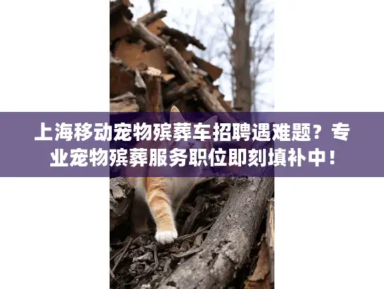 上海移动宠物殡葬车招聘遇难题？专业宠物殡葬服务职位即刻填补中！