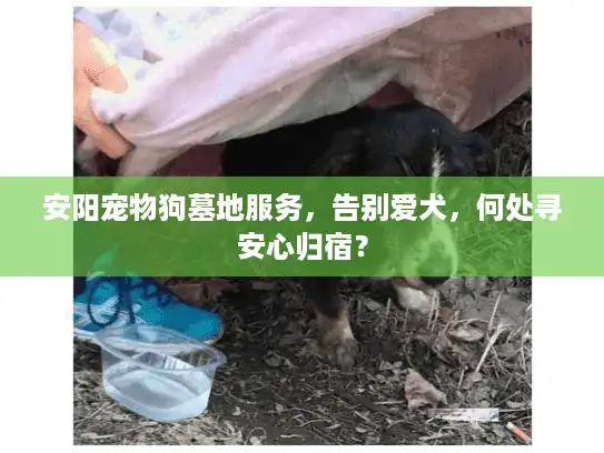 安阳宠物狗墓地服务，告别爱犬，何处寻安心归宿？