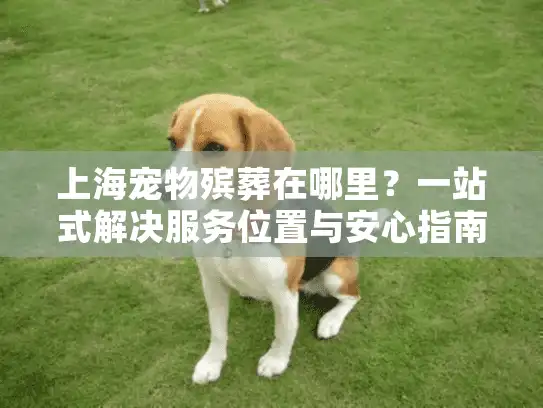 上海宠物殡葬在哪里？一站式解决服务位置与安心指南