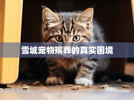 雪城宠物殡葬的真实困境
