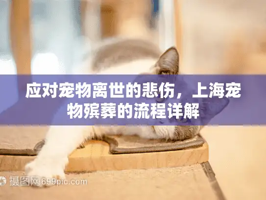 应对宠物离世的悲伤，上海宠物殡葬的流程详解