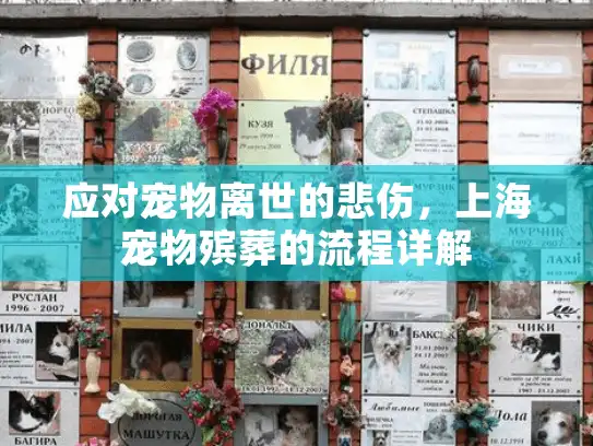应对宠物离世的悲伤，上海宠物殡葬的流程详解