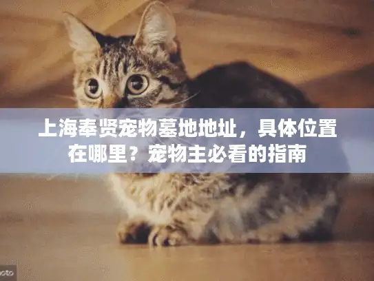上海奉贤宠物墓地地址，具体位置在哪里？宠物主必看的指南