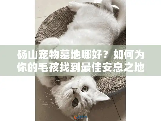 砀山宠物墓地哪好？如何为你的毛孩找到最佳安息之地？