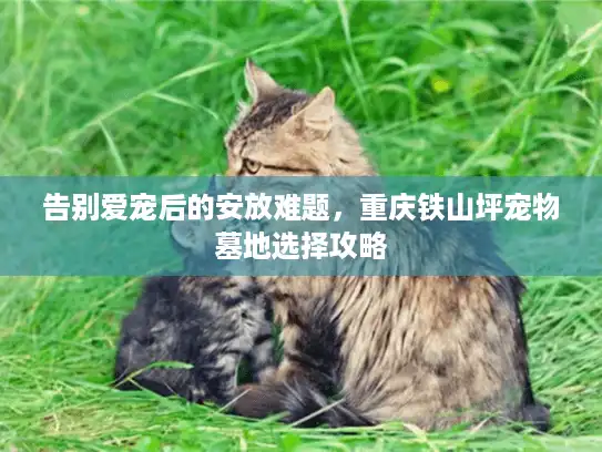 告别爱宠后的安放难题，重庆铁山坪宠物墓地选择攻略