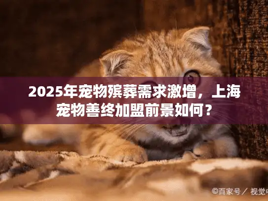 2025年宠物殡葬需求激增，上海宠物善终加盟前景如何？