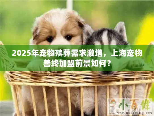 2025年宠物殡葬需求激增，上海宠物善终加盟前景如何？