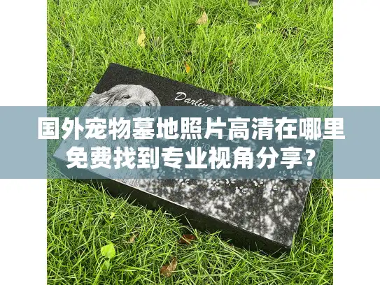 国外宠物墓地照片高清在哪里免费找到专业视角分享？
