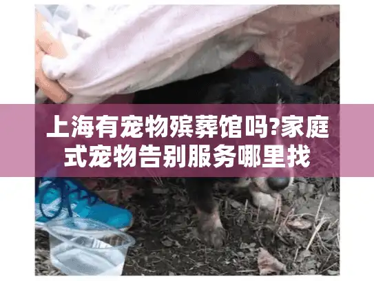 上海有宠物殡葬馆吗?家庭式宠物告别服务哪里找