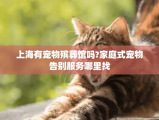 上海有宠物殡葬馆吗?家庭式宠物告别服务哪里找