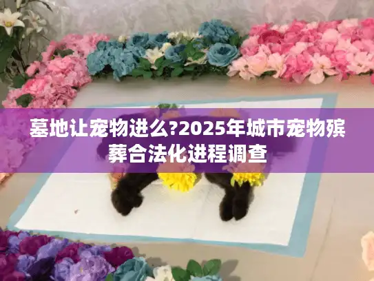 墓地让宠物进么?2025年城市宠物殡葬合法化进程调查