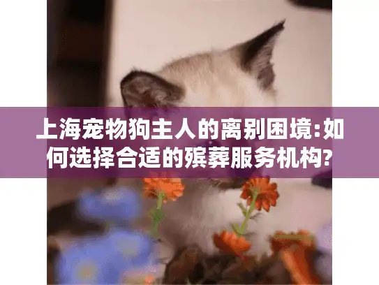 上海宠物狗主人的离别困境:如何选择合适的殡葬服务机构?