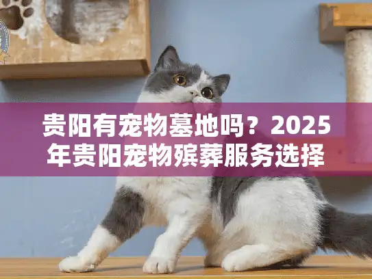 贵阳有宠物墓地吗？2025年贵阳宠物殡葬服务选择指南