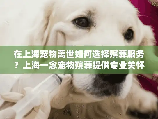 在上海宠物离世如何选择殡葬服务？上海一念宠物殡葬提供专业关怀