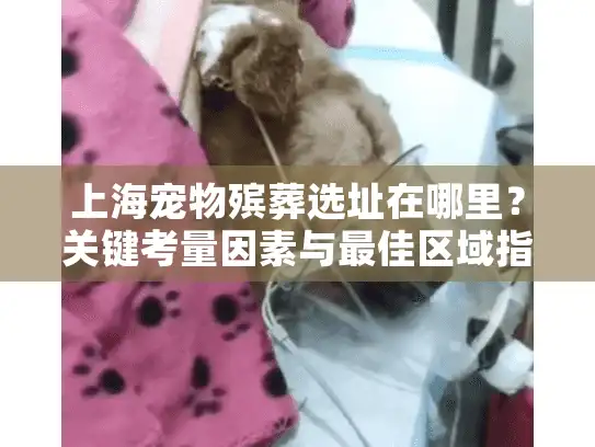 上海宠物殡葬选址在哪里？关键考量因素与最佳区域指南