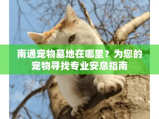 南通宠物墓地在哪里？为您的宠物寻找专业安息指南