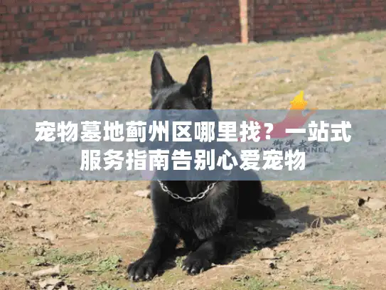 宠物墓地蓟州区哪里找？一站式服务指南告别心爱宠物
