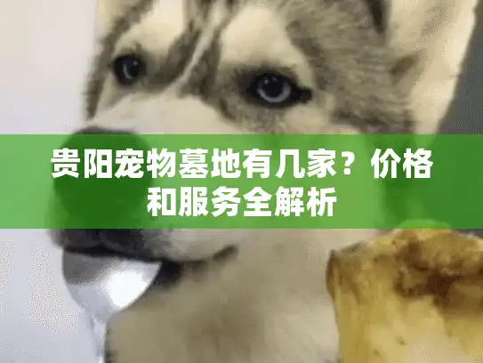 贵阳宠物墓地有几家？价格和服务全解析