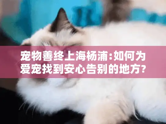 宠物善终上海杨浦:如何为爱宠找到安心告别的地方?