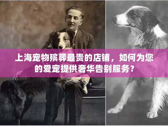 上海宠物殡葬最贵的店铺，如何为您的爱宠提供奢华告别服务？