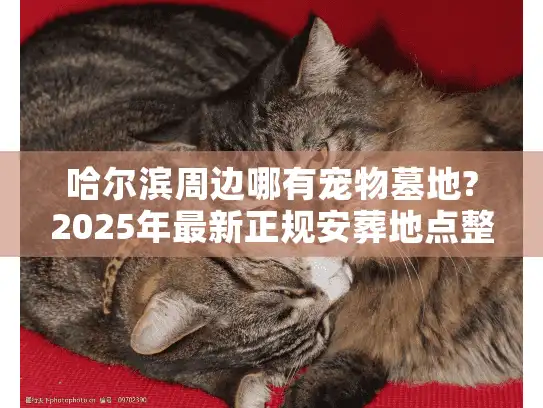 哈尔滨周边哪有宠物墓地?2025年最新正规安葬地点整理