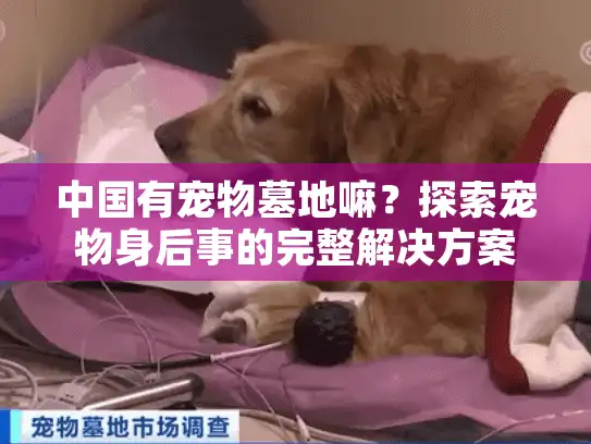 中国有宠物墓地嘛？探索宠物身后事的完整解决方案