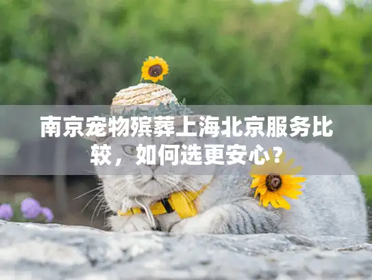 南京宠物殡葬上海北京服务比较，如何选更安心？