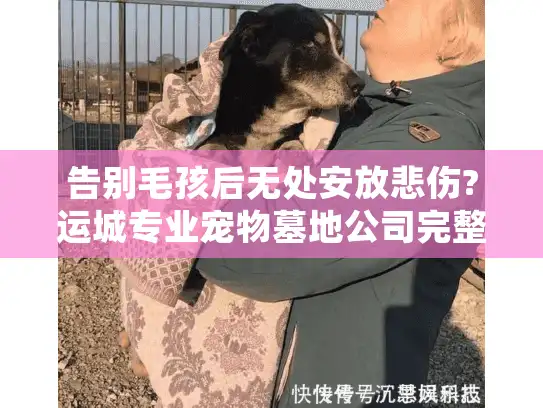 告别毛孩后无处安放悲伤?运城专业宠物墓地公司完整指南
